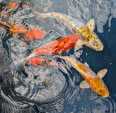 Select Koi 5-6"